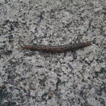 Sloth (USA-2) : U da Biggest Slug Dat I've Seen Dus Far!